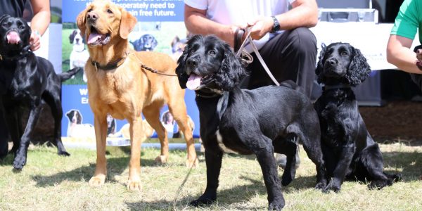 Gun_Dogs